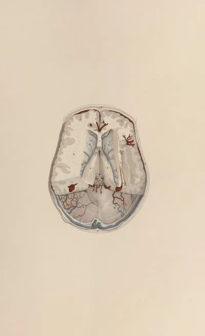 A System Of Anatomical Plates Of The Human Body Pl 066