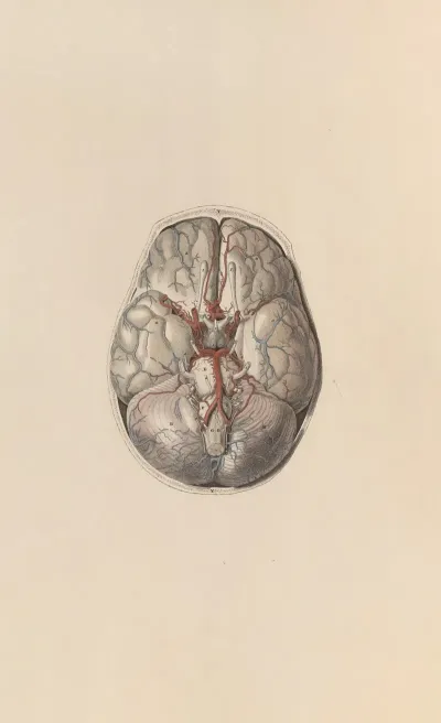 A System Of Anatomical Plates Of The Human Body Pl 067