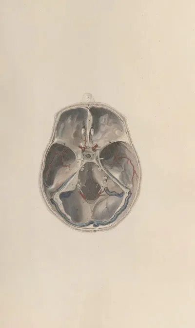 A System Of Anatomical Plates Of The Human Body Pl 068