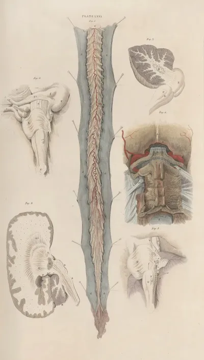 A System Of Anatomical Plates Of The Human Body Pl 069
