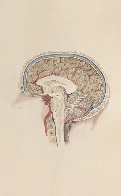 A System Of Anatomical Plates Of The Human Body Pl 071