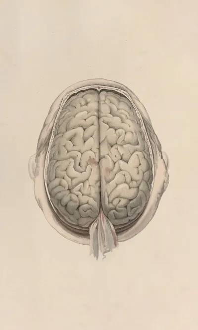 A System Of Anatomical Plates Of The Human Body Pl 072