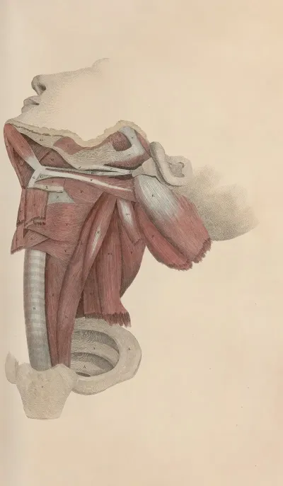 A System Of Anatomical Plates Of The Human Body Pl 073