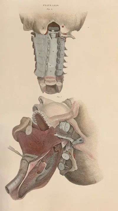 A System Of Anatomical Plates Of The Human Body Pl 075