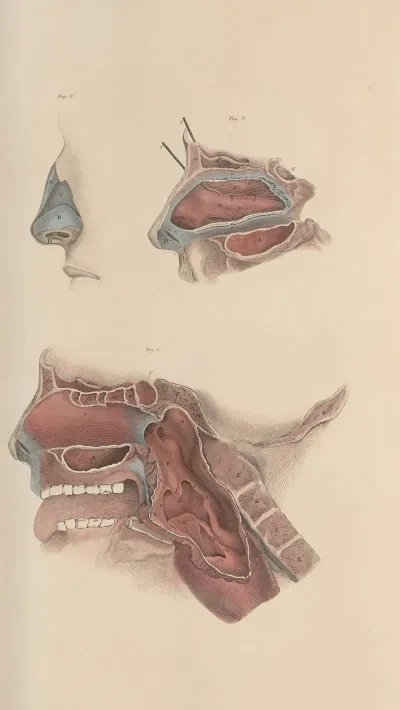 A System Of Anatomical Plates Of The Human Body Pl 077