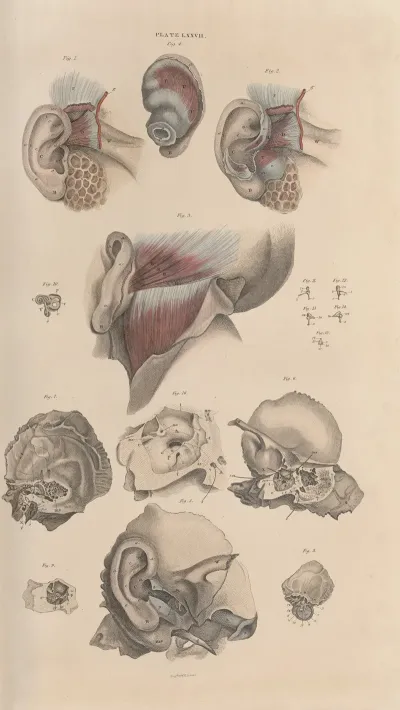 A System Of Anatomical Plates Of The Human Body Pl 080