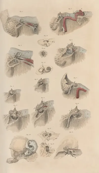 A System Of Anatomical Plates Of The Human Body Pl 081