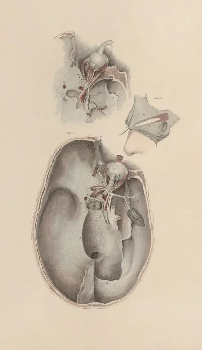 A System Of Anatomical Plates Of The Human Body Pl 083