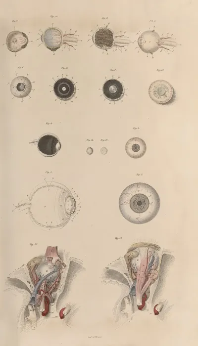 A System Of Anatomical Plates Of The Human Body Pl 084