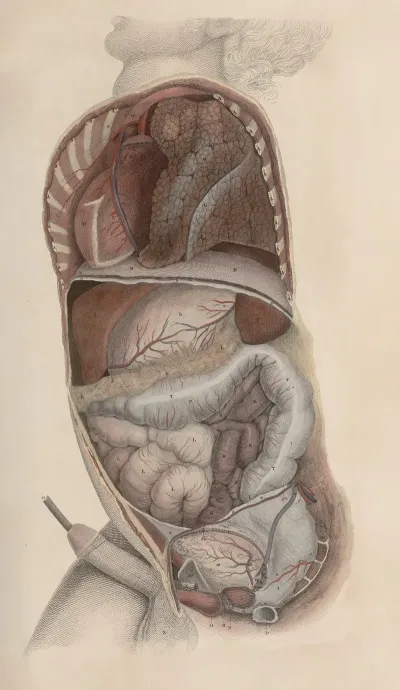 A System Of Anatomical Plates Of The Human Body Pl 086