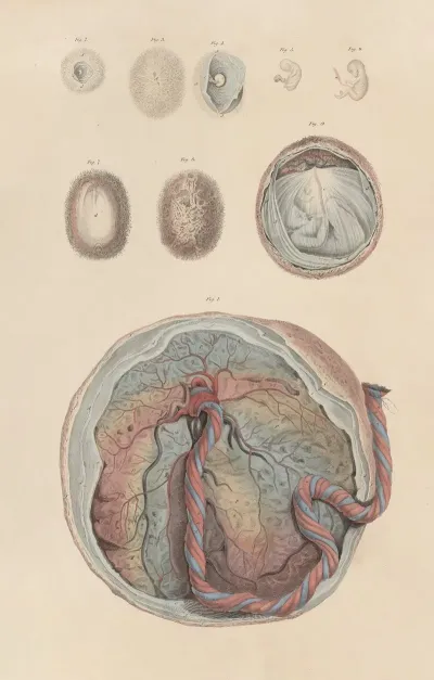 A System Of Anatomical Plates Of The Human Body Pl 100