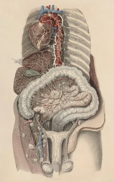 A System Of Anatomical Plates Of The Human Body Pl 101
