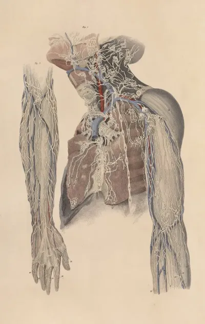 A System Of Anatomical Plates Of The Human Body Pl 102