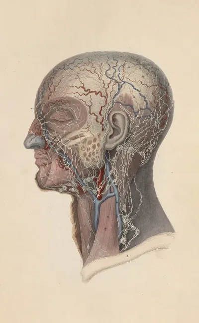 A System Of Anatomical Plates Of The Human Body Pl 103