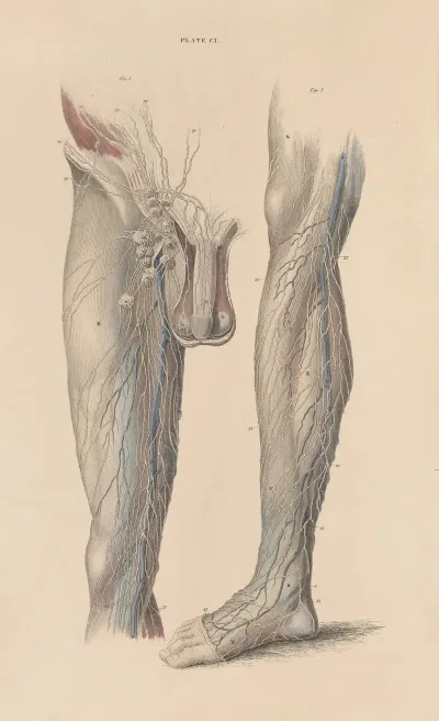 A System Of Anatomical Plates Of The Human Body Pl 104