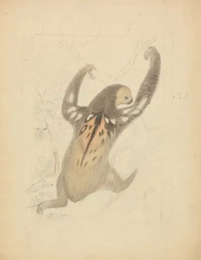 A Three Fingered Sloth