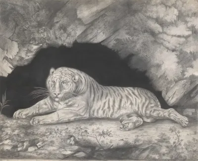 A Tiger Lying In The Entrance Of A Cave