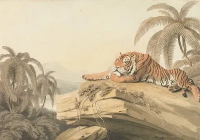 A Tiger Resting