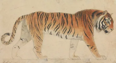 A Tiger