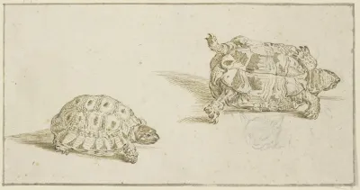 A Tortoise Seen From Above And From Below And The Head Of A Cat