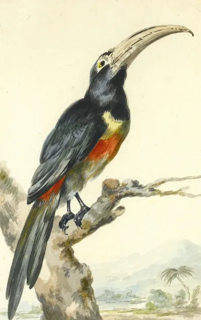 A Toucan Pteroglossus Aracari On A Branch