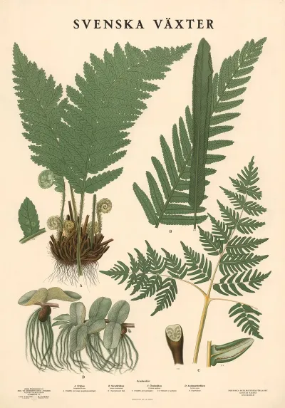 A Trajon Dryopteris Filix Mas B Strut Braken Onoclea Struthiopteris C Ornbraken Pteridium Aquilinum D Andmatsbraken Salvinia Natans
