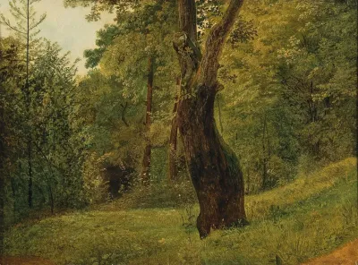 A Tree At The Edge Of The Woods