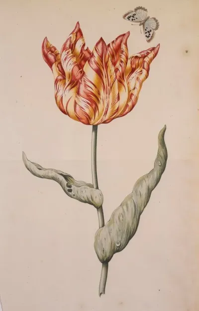 A Tulip With A Butterfly
