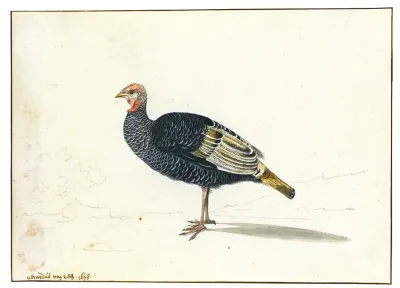 A Turkey Hen