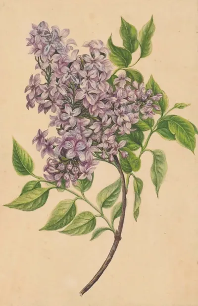 A Twig Of Lilac