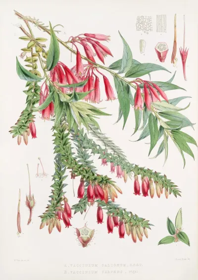 A Vaccinium Salignum H F Et T B Vaccinium Serpens H F Et T 2