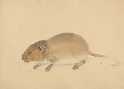 A Vole