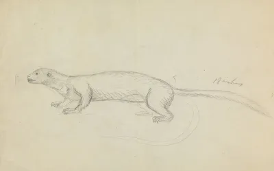 A Weasel 2
