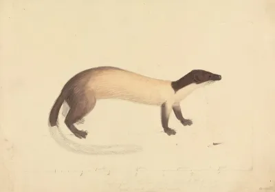 A Weasel