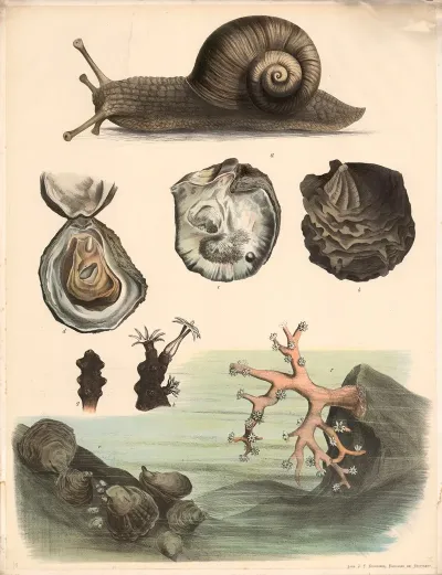 A Weinbergschnecke Helix Pomatia B Echte Perlmuschel Meleagrina Margaritifera Aussenseite C Innenseite Derselben D Auster Ostrea Edulis Geoffnet E Rote Edelkoralle Corallinm Rubrun