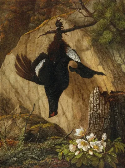 A Wood Grouse And Black Hellebore