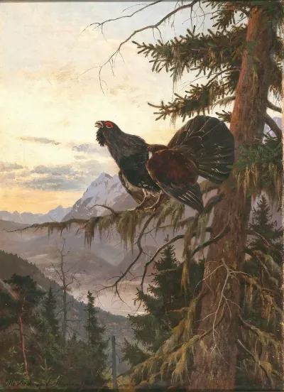 A Wood Grouse Displaying At Sunset