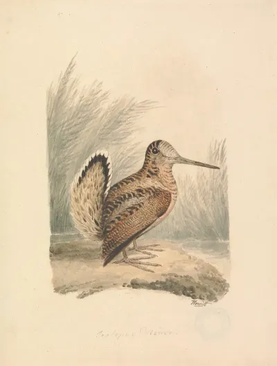 A Woodcock 2