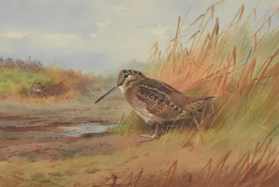 A Woodcock