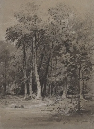 A Wooded Track