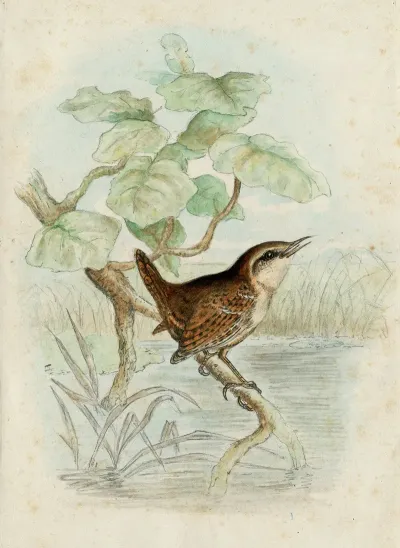 A Wren On A Branch Above A Pool