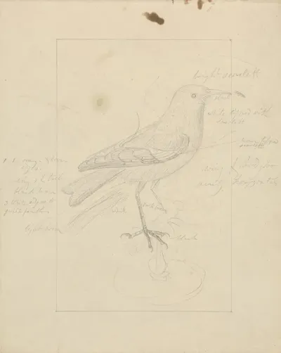 A Wren