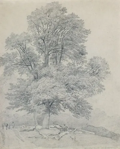 A Wych Elm At Hawley Hampshire