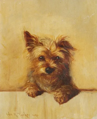 A Yorkshire Terrier Puppy