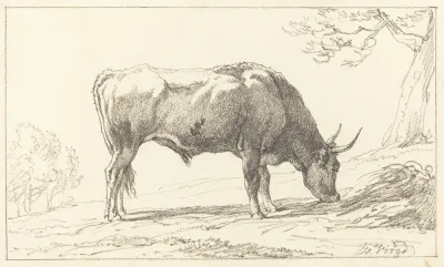 A Young Bull Grazing