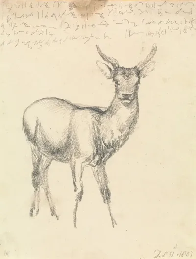 A Young Deer