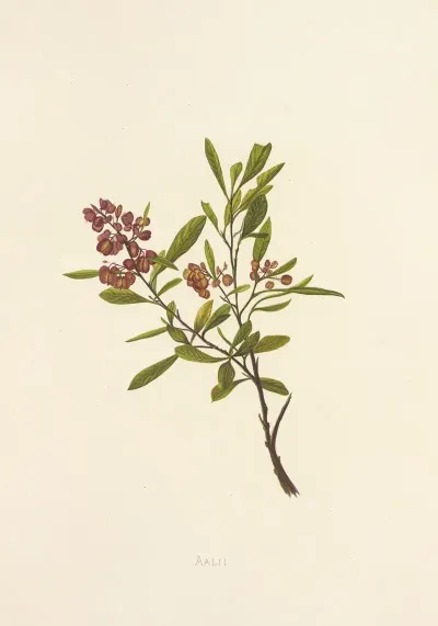 Aalii