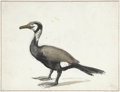 Aalscholver