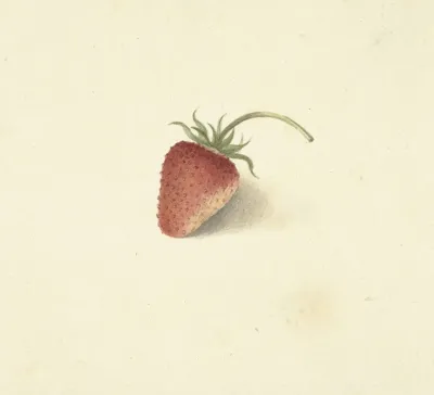 Aardbei