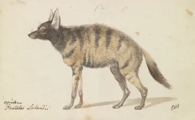 Aardwolf